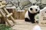 全球连线 | 日本民众与“中日友好大使”大熊猫的半世纪情缘