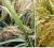 我国科学家找到调控水稻小麦穗发芽的“开关”