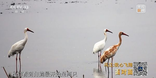 面对面丨今冬超过10万只候鸟为何都到这里越冬？专访武汉沉湖湿地工程师冯江